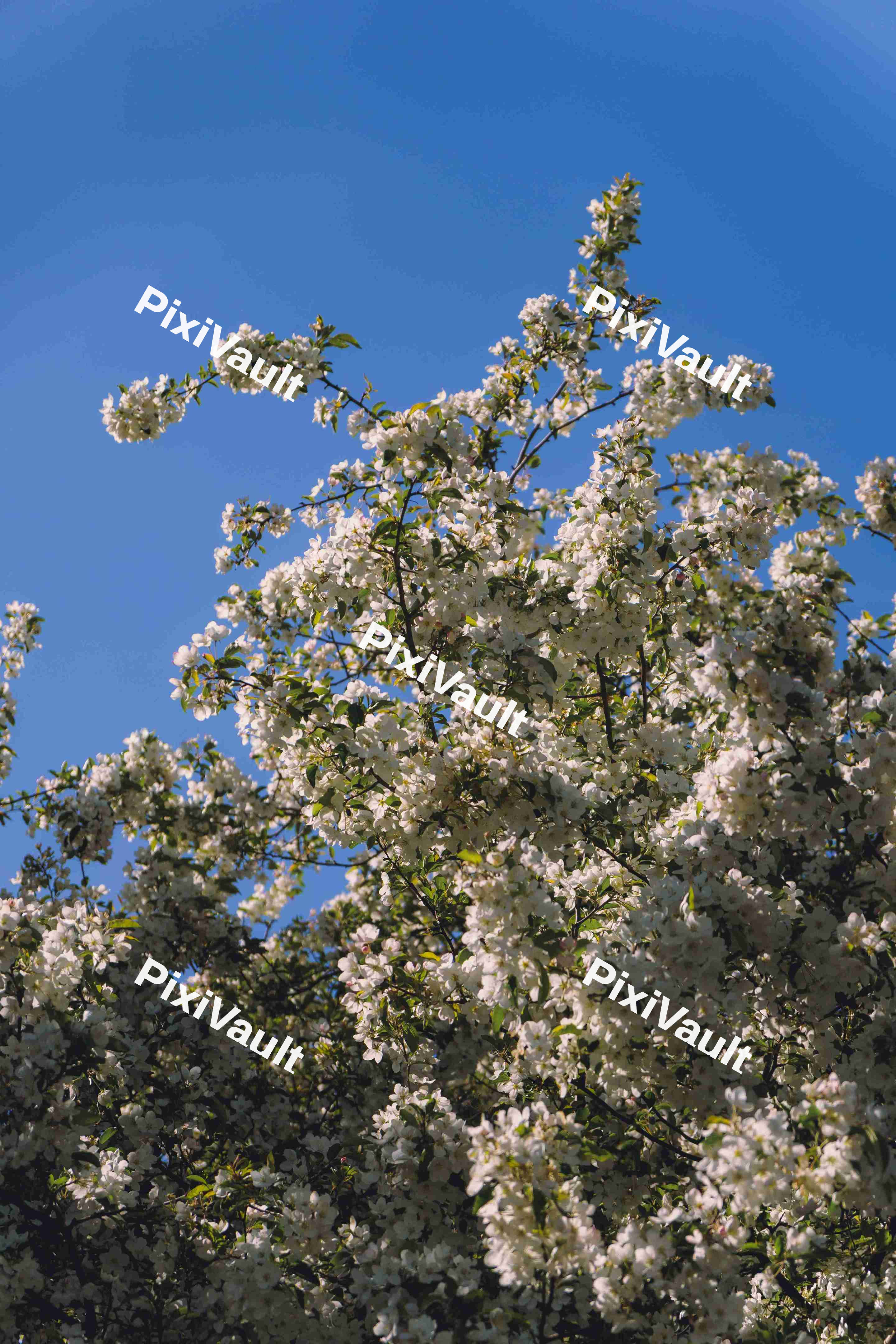Cherry Blossom Tree